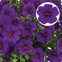 Bild von Calibrachoa P12 Deep blue